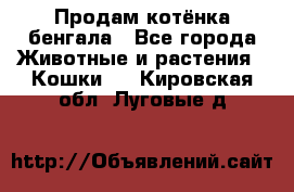 Продам котёнка бенгала - Все города Животные и растения » Кошки   . Кировская обл.,Луговые д.